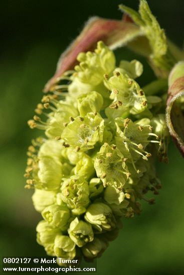 Acer macrophyllum