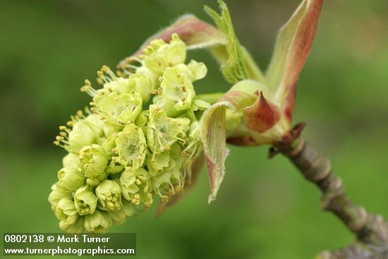 Acer macrophyllum