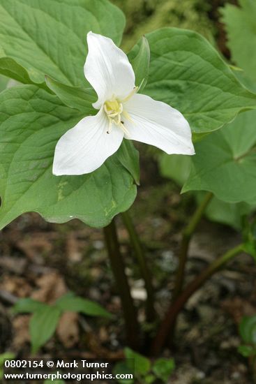 Trillium ovatum