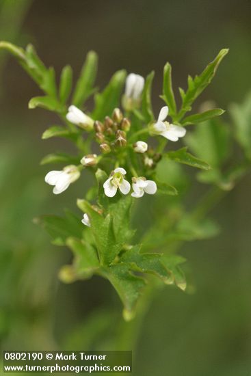 Cardamine oligosperma