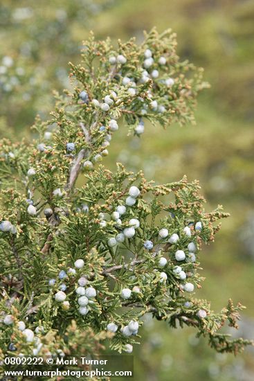 Juniperus maritima