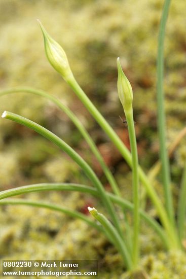 Allium acuminatum