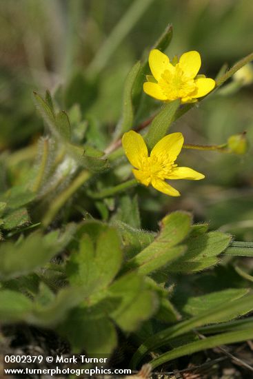 Ranunculus occidentalis