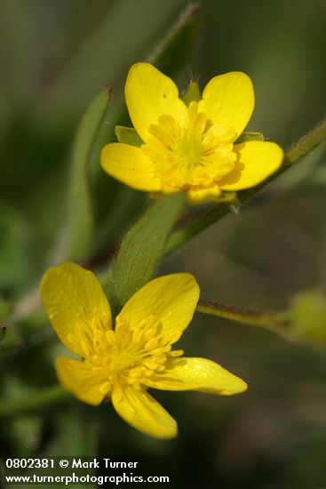 Ranunculus occidentalis