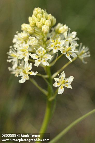 Zigadenus venenosus