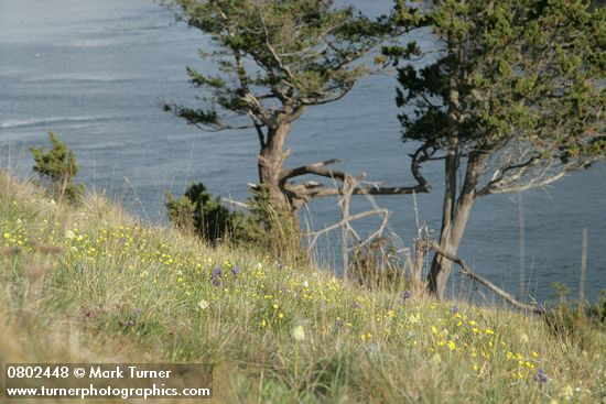 Ranunculus occidentalis; Cammasia quamash; Zigadenus venenosus