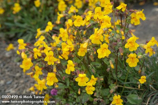 Mimulus guttatus