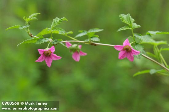 Rubus spectabilis