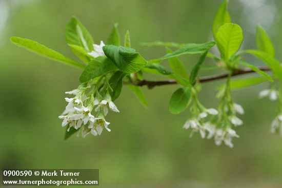 Oemleria cerasiformis