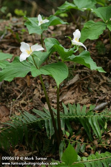 Trillium ovatum