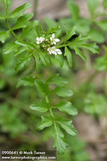 Cardamine oligosperma