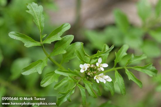 Cardamine oligosperma