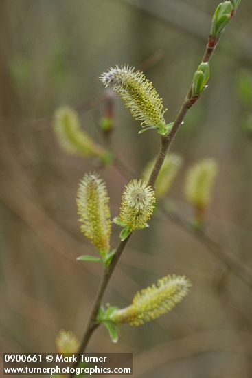 Salix sitchensis