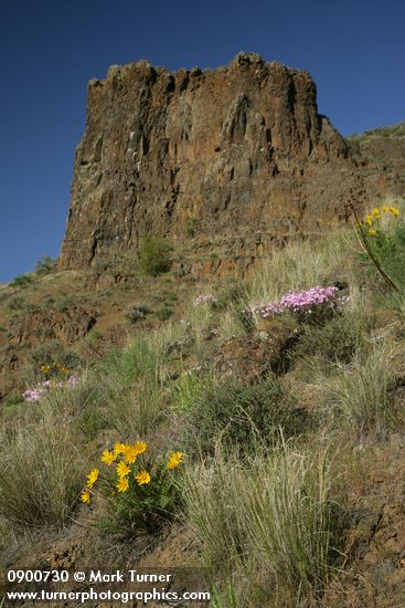 Balsamorhiza hookeri; Phlox speciosa; Pseudoroegneria spicata