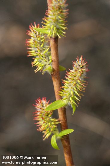 Salix amygdaloides