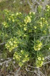 Columbia Puccoon