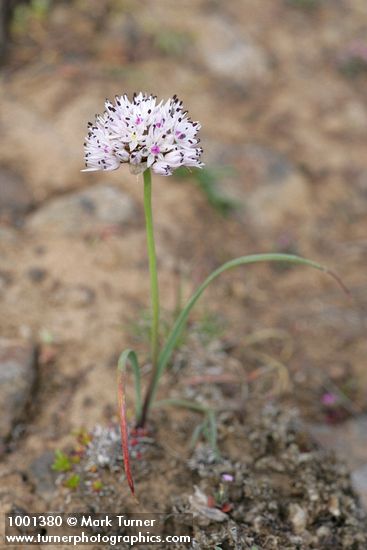 Allium macrum