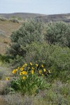 Carey's Balsamroot w/ Spiny Hopsage & Sagebrush bkgnd