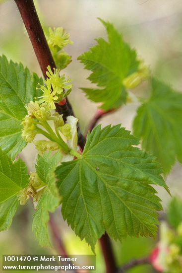 Acer glabrum