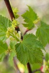 Douglas Maple blossoms & young foliage detail