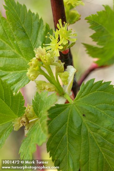 Acer glabrum