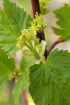 Douglas Maple blossoms & young foliage detail