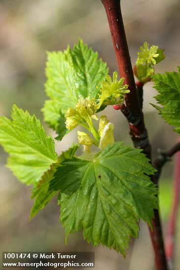 Acer glabrum