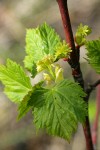 Douglas Maple blossoms & young foliage detail