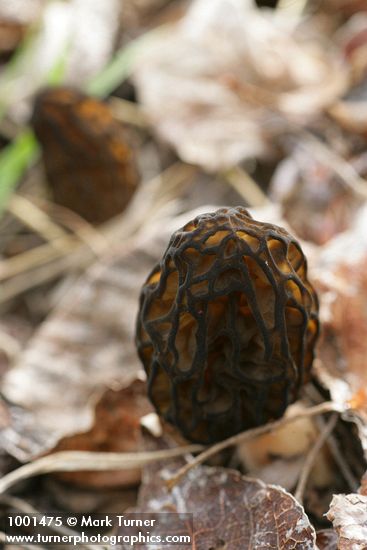 Morchella elata group