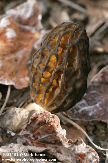 Morchella elata group