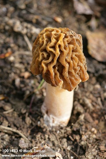 Morchella esculenta