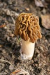 Yellow Morel