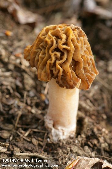 Morchella esculenta