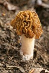 Yellow Morel