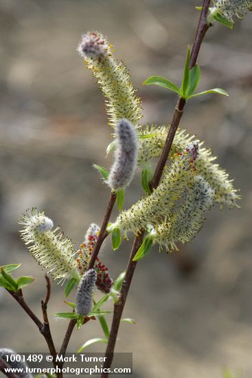 Salix prolixa