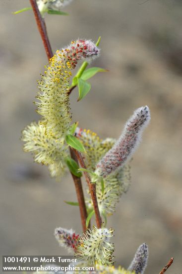 Salix prolixa