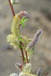 MacKenzie's Willow  male catkins & emerging foliage