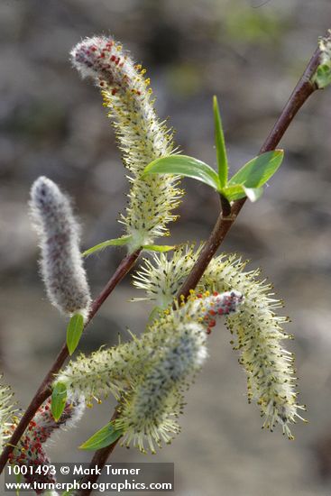 Salix prolixa