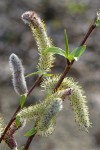 MacKenzie's Willow  male catkins & emerging foliage