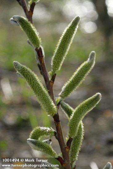 Salix lasiolepis