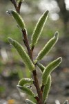 Arroyo Willow male catkins