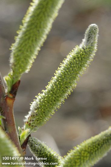 Salix lasiolepis