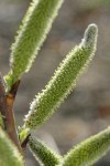 Arroyo Willow male catkins detail