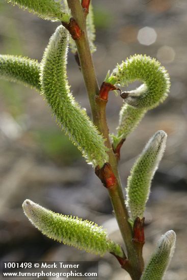 Salix lasiolepis