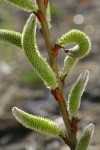 Arroyo Willow male catkins detail