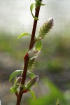 MacKenzie's Willow  female catkins & emerging foliage