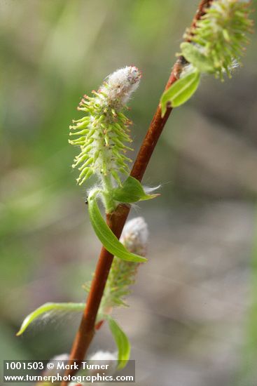 Salix prolixa