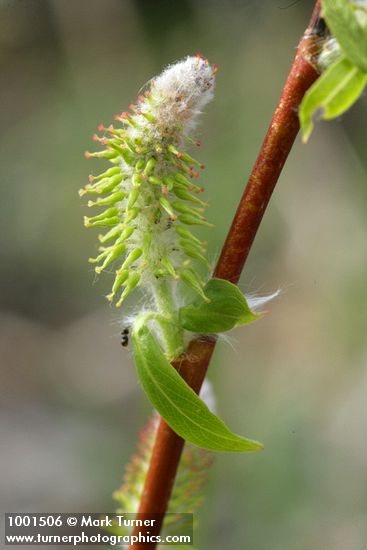 Salix prolixa