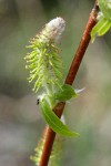 MacKenzie's Willow  female catkins & emerging foliage detail