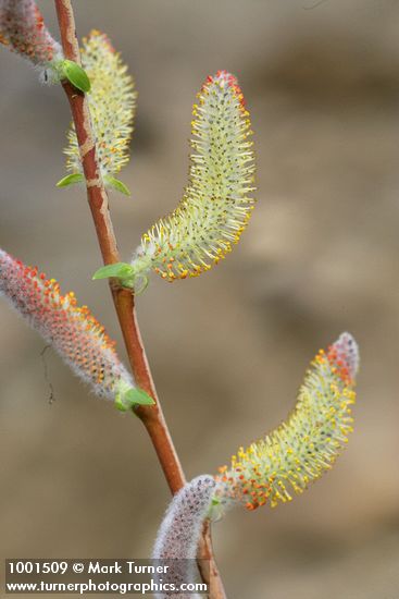 Salix prolixa